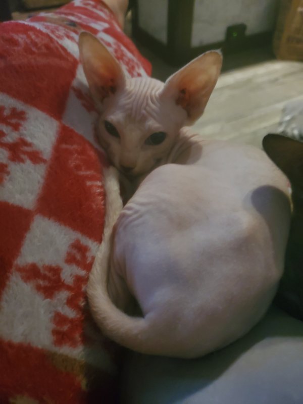 2 Beautiful Sphynx Kittens for Sale in Bellingham, Washington