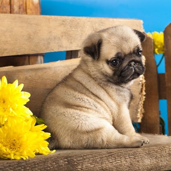 Pug Puppies for Sale in Los Angeles, California