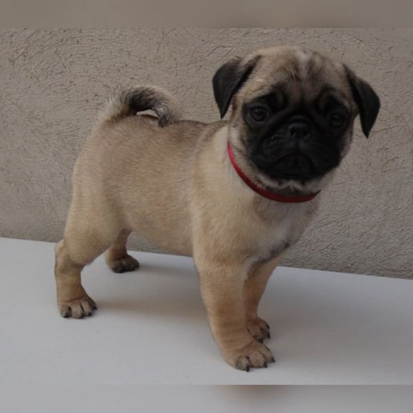 Pug Puppies for Sale in Los Angeles, California