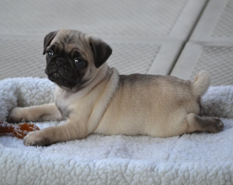 Pug Puppies for Sale in Los Angeles, California