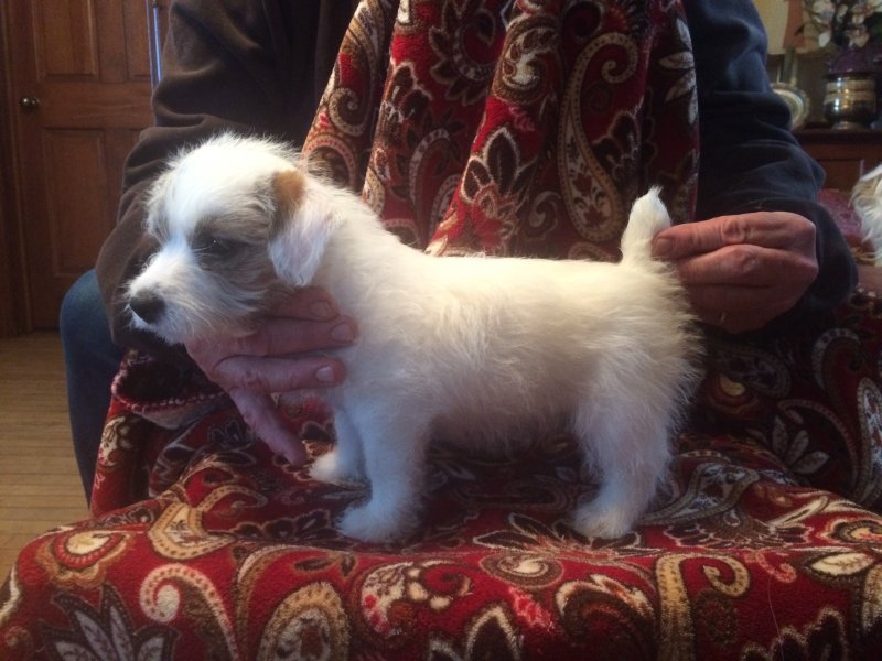 Shorty Jack Russells for Sale in Larsen, Wisconsin
