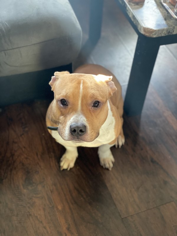 Pocket Bully for Sale in Haledon, New Jersey