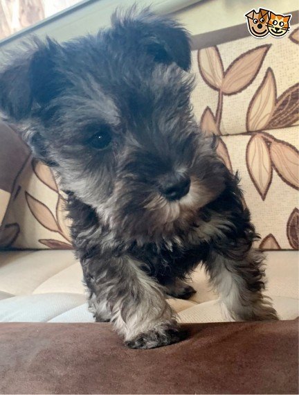 miniature-schnauzer-puppies-5e4fe0d215112.jpg