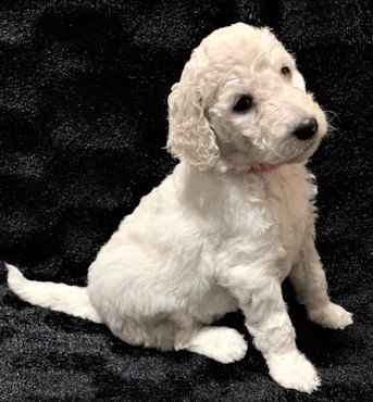 Puppies - Pink Collar 2 (2).jpg