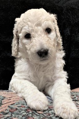 Puppies - Pink Collar 3 (2).jpg