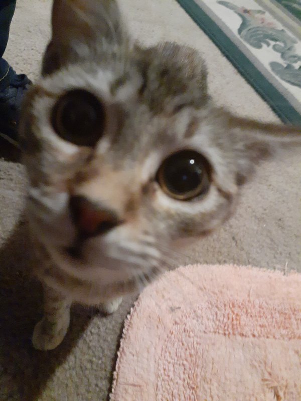 Kittens for Adoption in Tulsa, Oklahoma