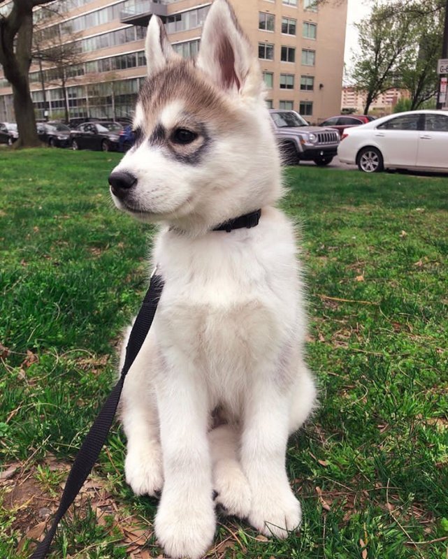 siberian_husky_apollo-20200227-0002.jpg
