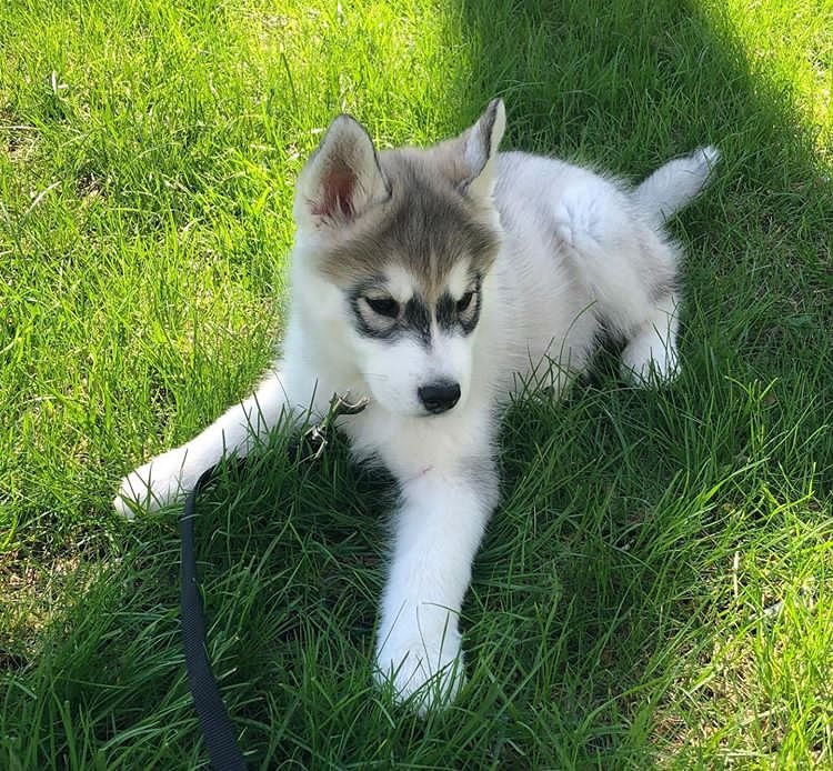 siberian_husky_apollo-20200227-0001.jpg