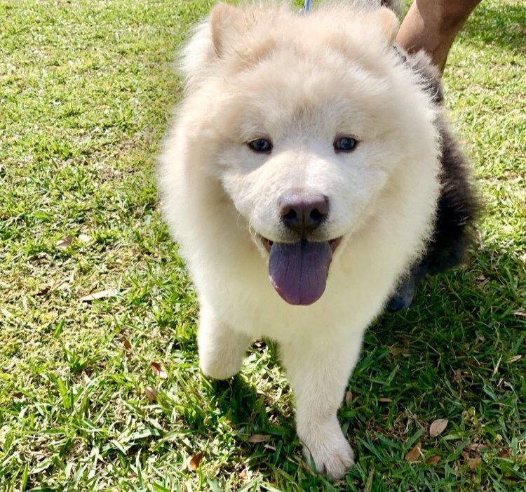 Chow Cow for Sale in Orlando, Florida