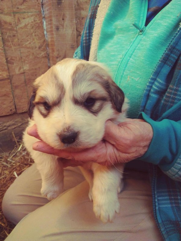 Puppies #2.jpg
