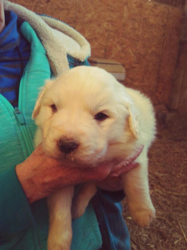 Puppies #3.jpg
