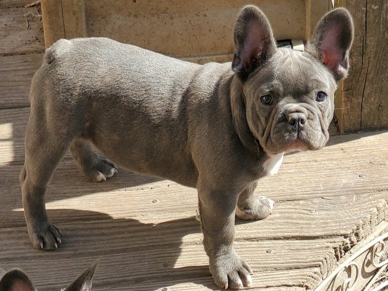 French Bulldog Puppies for Sale in Herrin, Illinois