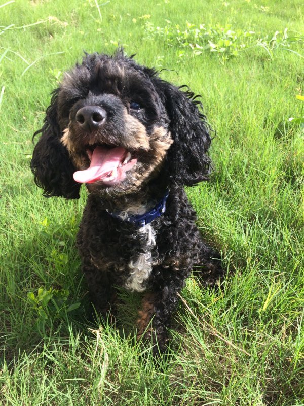 2 Toy Poodles for Adoption in San Antonio, Texas