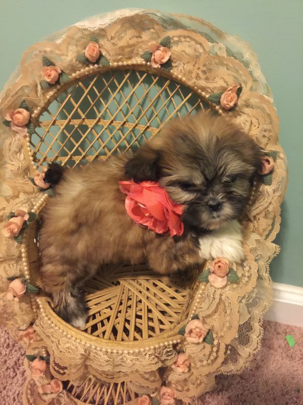 Shih Tzu Puppies for Sale in Summerville, South Carolina