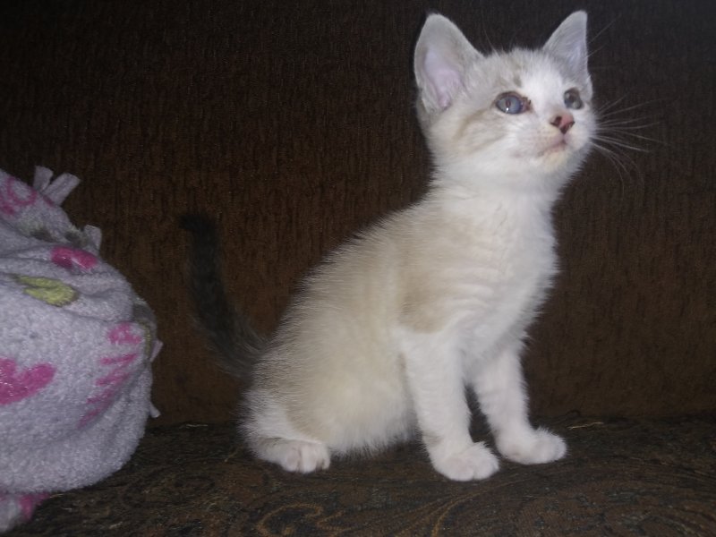 Fawn Point Siamese Kittens for Sale in Washington