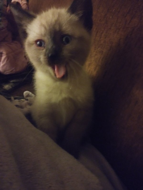 Chocolate Point Male Siamese Kitten for Sale in Washington