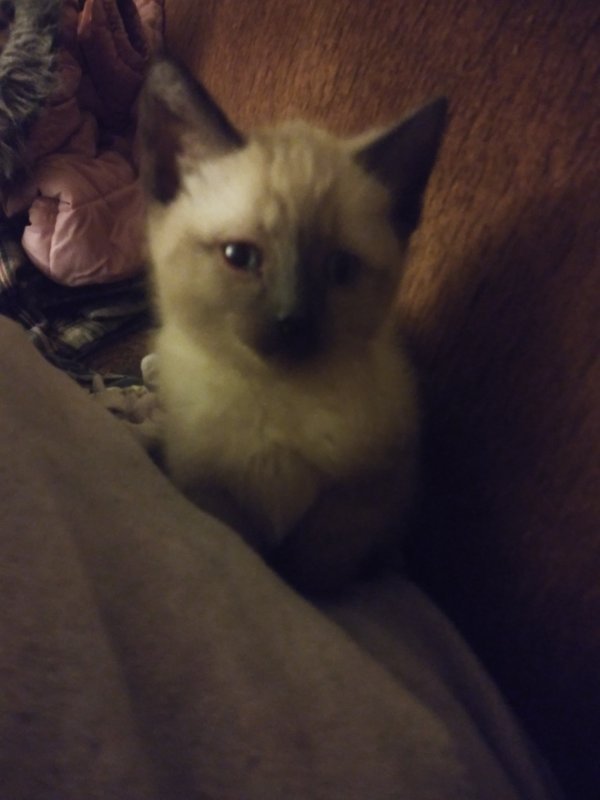 Chocolate Point Male Siamese Kitten for Sale in Washington
