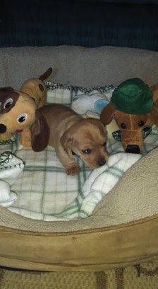 3 weeks 5 days old.jpg