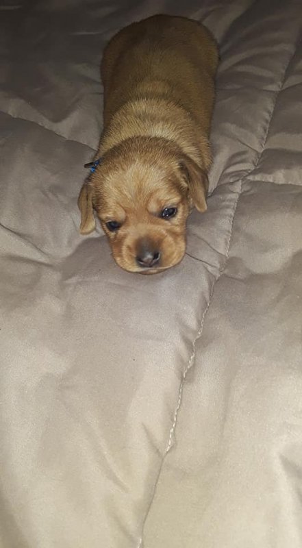 2 weeks 4 days old ..................jpg