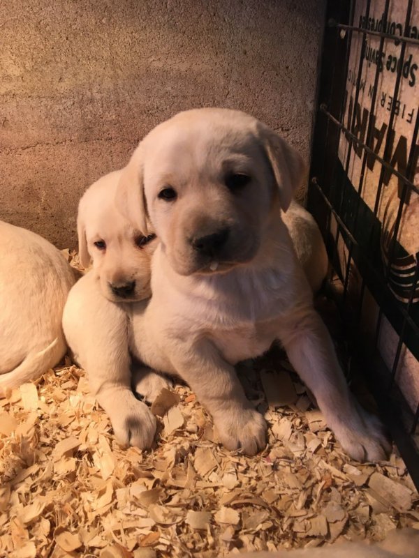 pups 2020 1.jpg