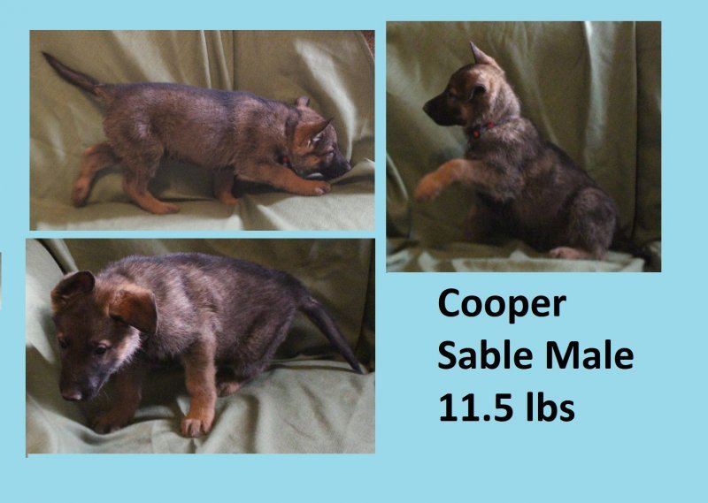 Cooper.JPG