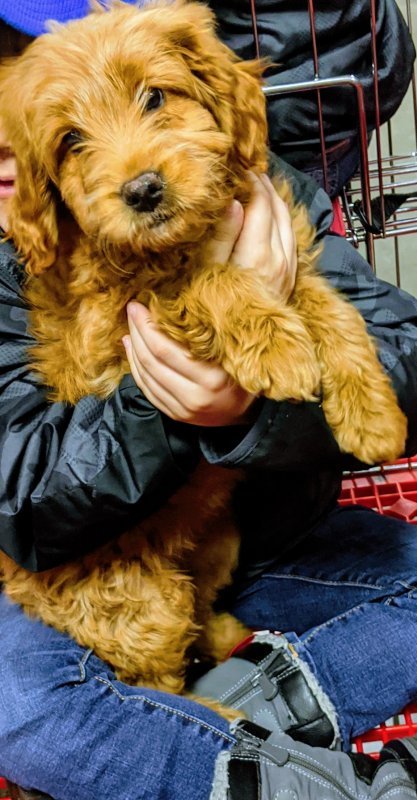 Female Mini Goldendoodle (5 Months Old) - Madison, Wisconsin