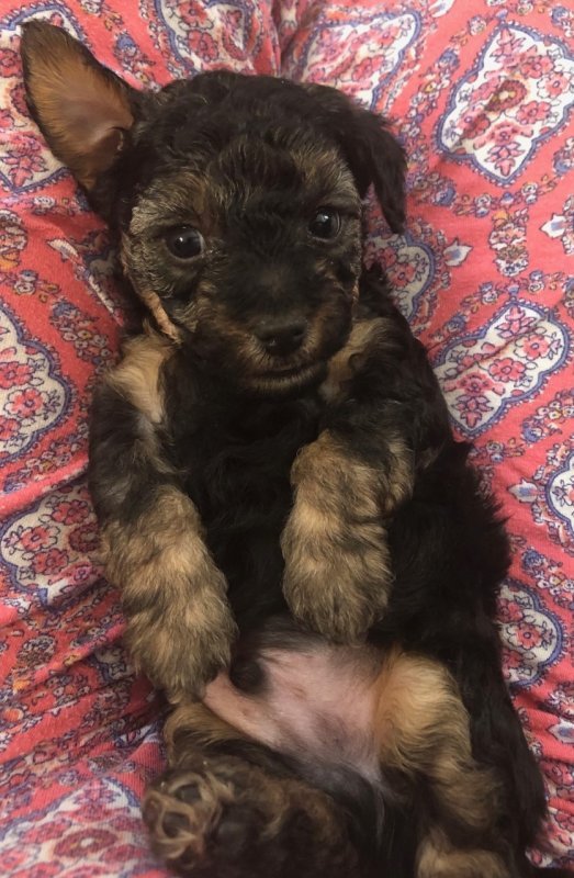 Puppies.winston.lrg.pic1.jpg