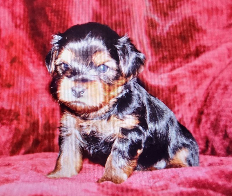 Purebred Yorkie Puppies! Riverside, California