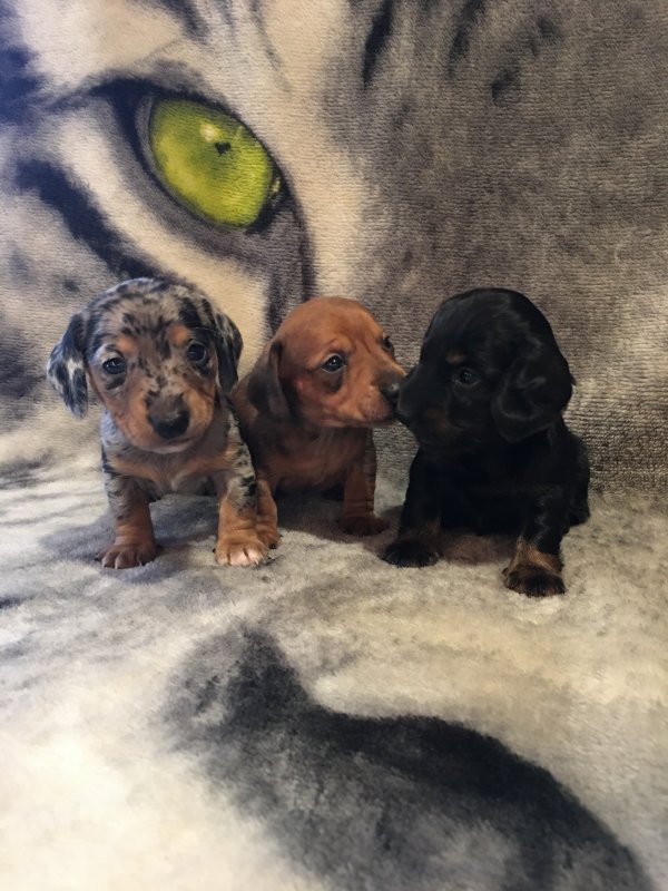 Miniature Dachshund Puppies for Sale in Cincinnati, Ohio
