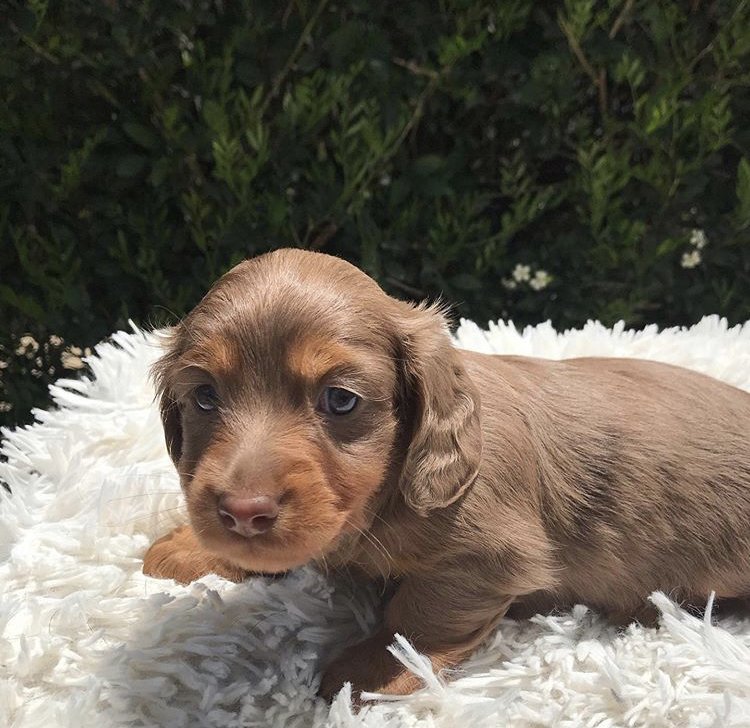 Female Dachshund Puppies for Sale in Houston, Texas