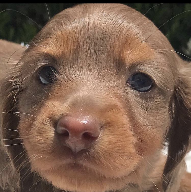 Female Dachshund Puppies for Sale in Houston, Texas