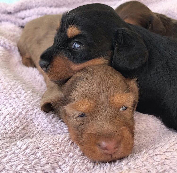 Daschund Puppies Houston Sammy Adopted Puppy Houston