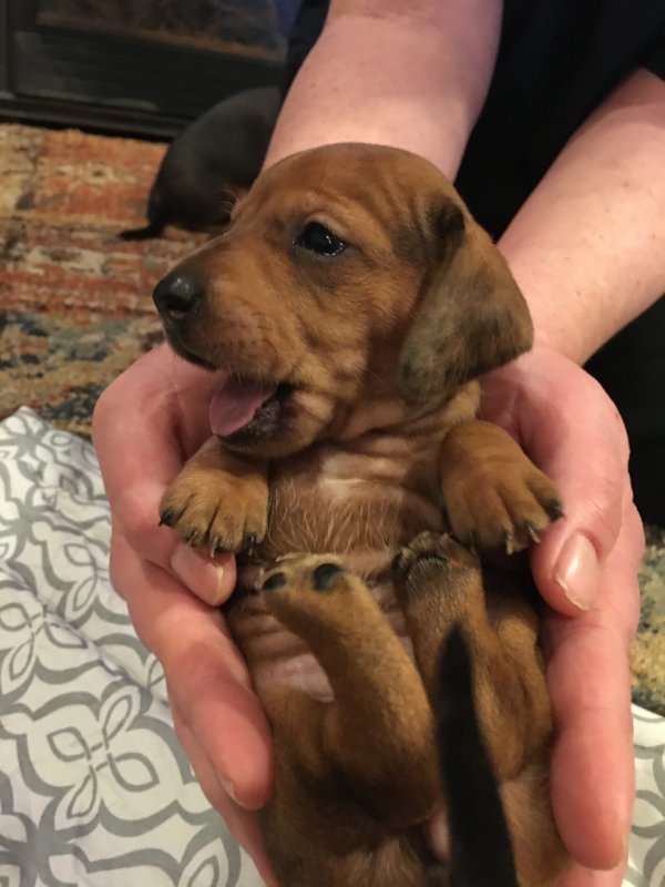 Miniature Dachshund Puppies for Sale in Cincinnati, Ohio