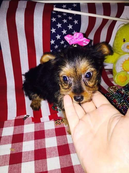 Teacup Yorkie1.jpg