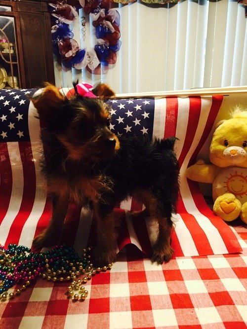 Teacup Yorkie5.jpg