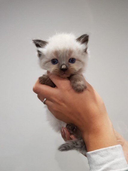 beautiful-rare-coloured-ragdoll-kittens-5e55a4f2511bb.jpg