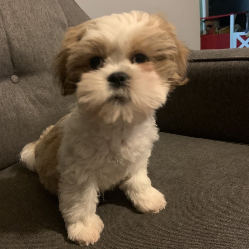 Shih Tzu Puppies For Sale In Under 400