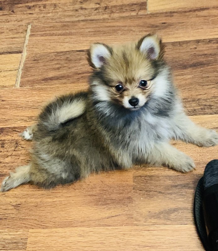 12 Week Teacup Pomeranian Female for Sale in Providence, Rhode Island