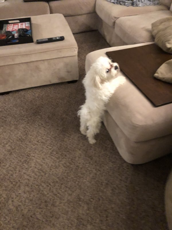 Sammy2.jpg