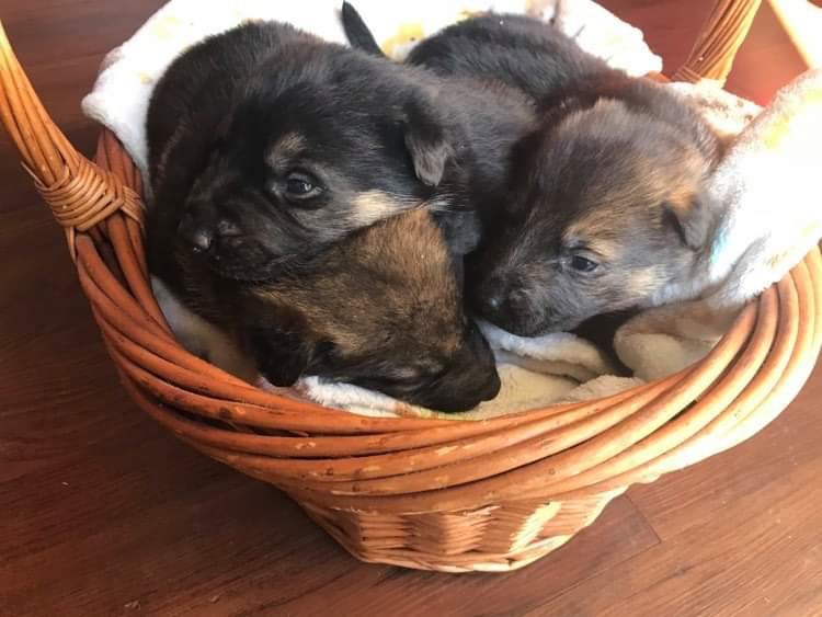 German Shepherd Puppies for Sale in Duluth, Georgia (Atlanta)