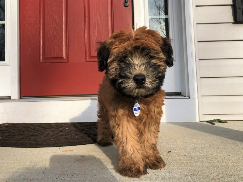IMG_8096_PUPPY (2).jpg