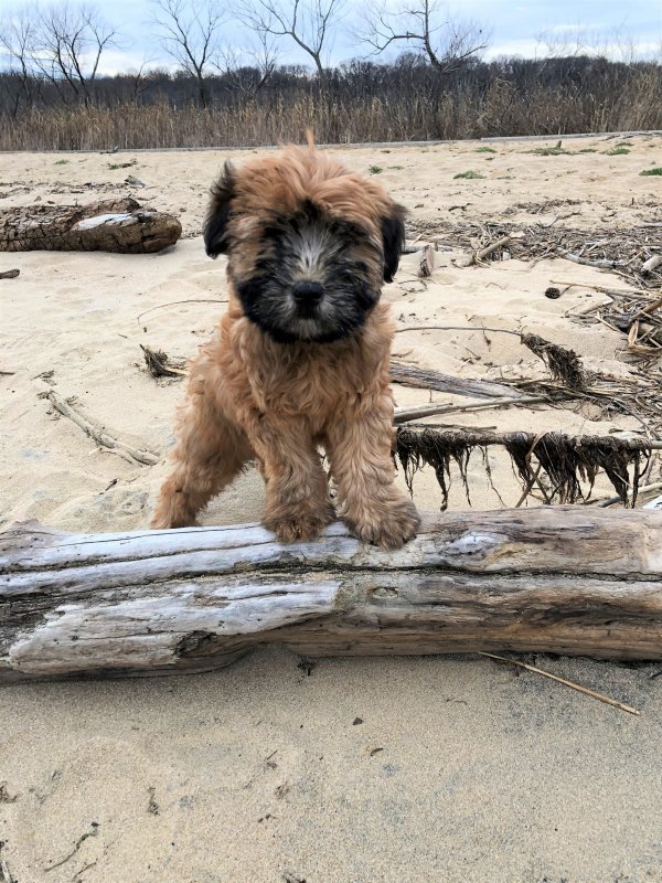 IMG_8035_PUPPY.jpg
