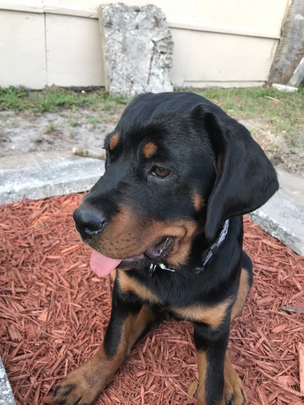 Rottweiler Puppy for Sale in Orlando, Florida