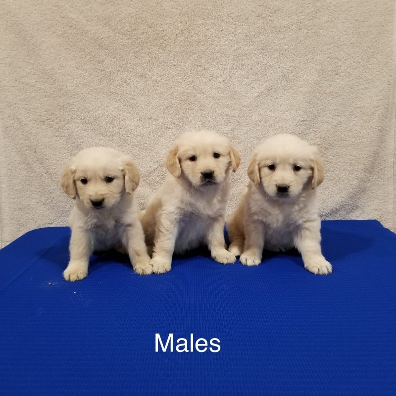 Golden Retriever Puppies For Sale In Austin Kentucky