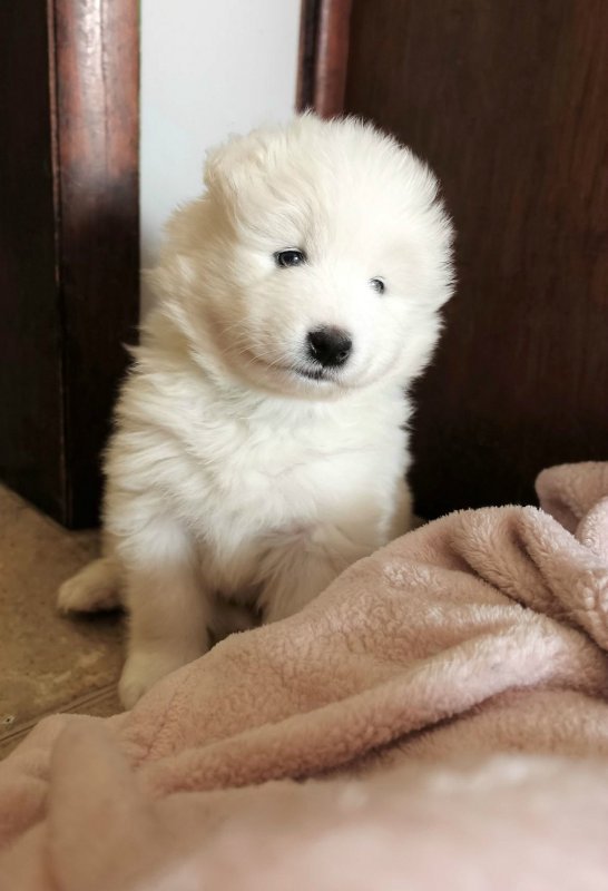 samoyedpup7.JPG