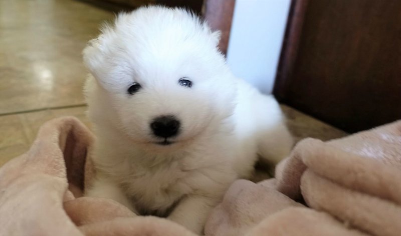 samoyedpup6.JPG