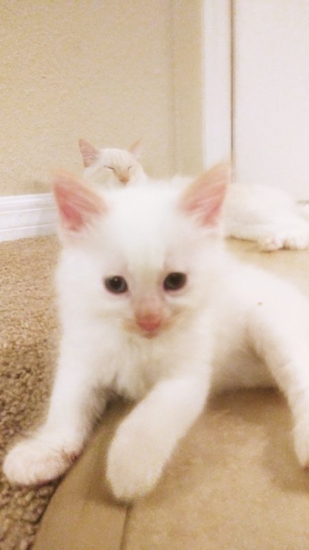 Adorable Manx/Siamese Mix Kittens for Sale in Lake Mary ...