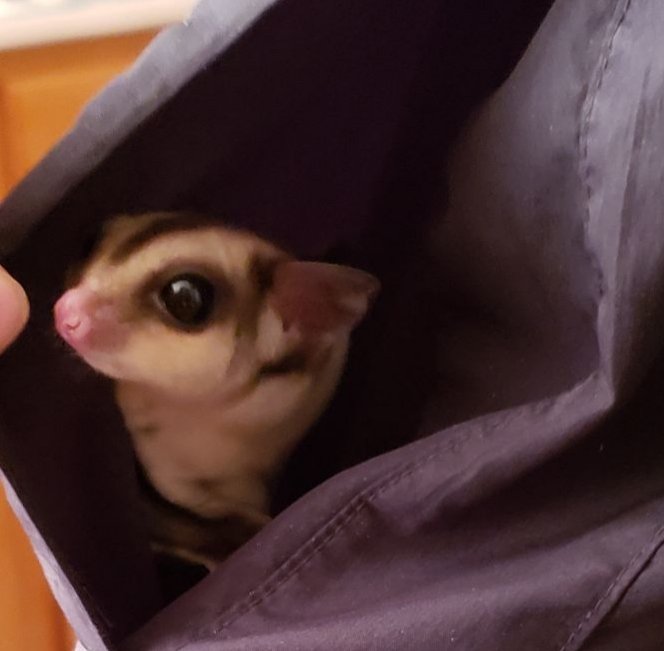 2 Sugar Gliders for Sale in Alamogordo, New Mexico