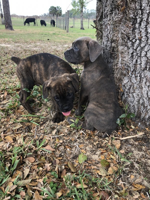 Cane Corso Puppies for Sale in Eustis, Florida