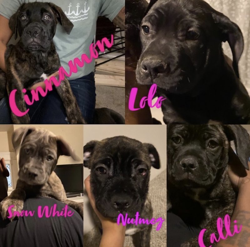 Cane Corso Puppies for Sale in Cleveland, Ohio